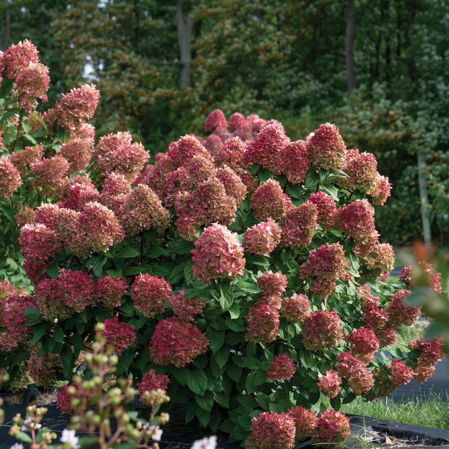 A little lime hydrangea tree with white blooms