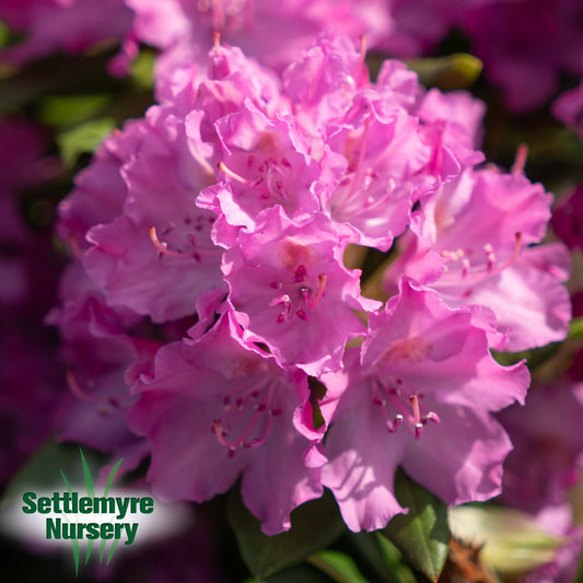 Rhododendron Roseum Elegans Purple