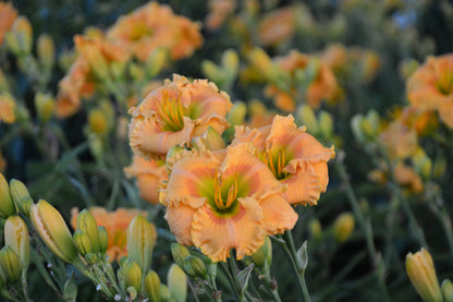 Daylily Orange Smoothie 1g