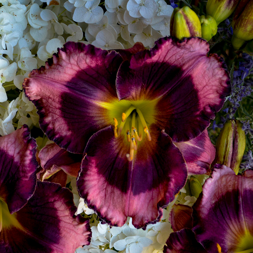 Daylily Storm Shelter 1g