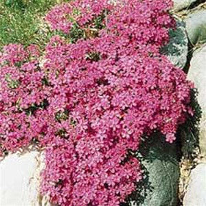 Creeping Phlox Crimson Beauty
