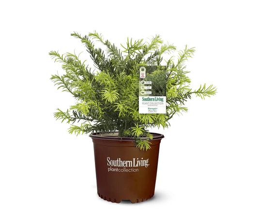 Cephalotaxus Yewtopia Yew 3G