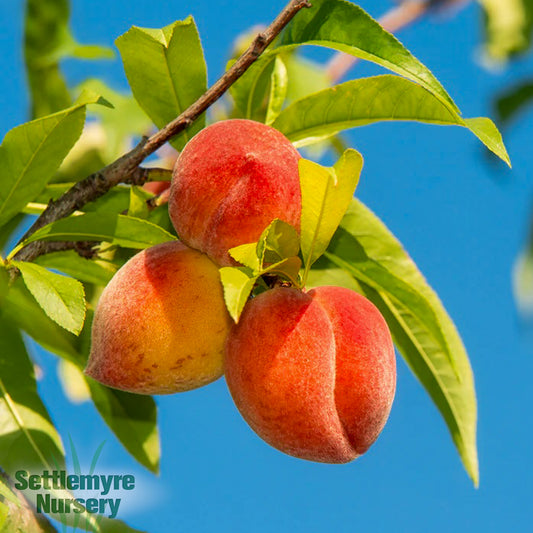 Peach Tree O Henry 5 Gallon