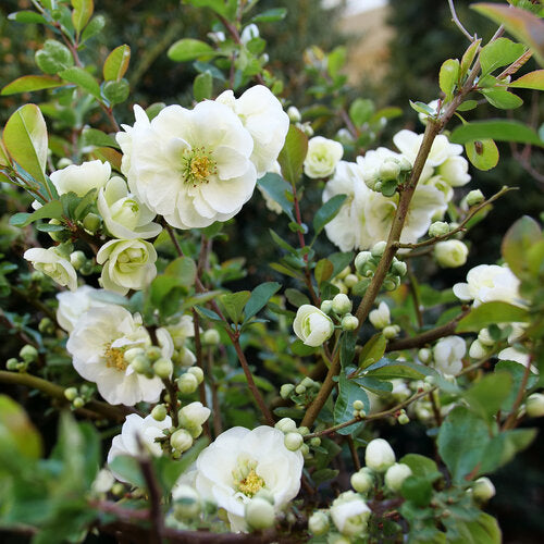Quince Double Take Eternal White 2 Gallon Proven Winners