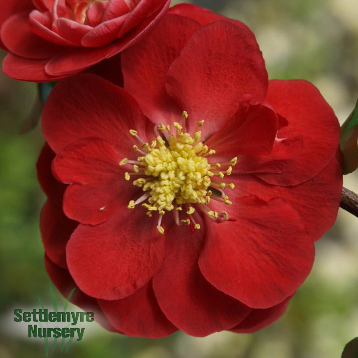Quince Double Take Scarlet 2 Gallon
