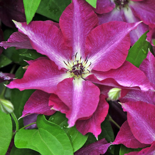 Clematis Viva Polonia 2 Gallon Proven Winners