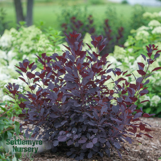 Cotinus Winecraft Black Proven Winners Smokebush