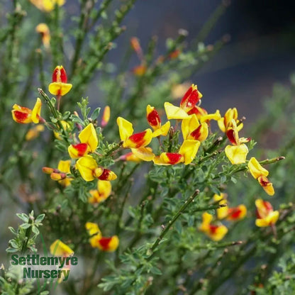 Sister Disco® 'Scotch Broom' 2G