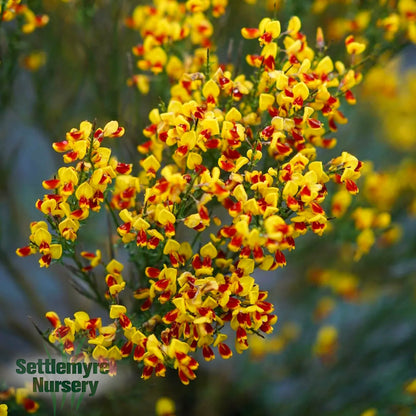 Sister Disco® 'Scotch Broom' 2G