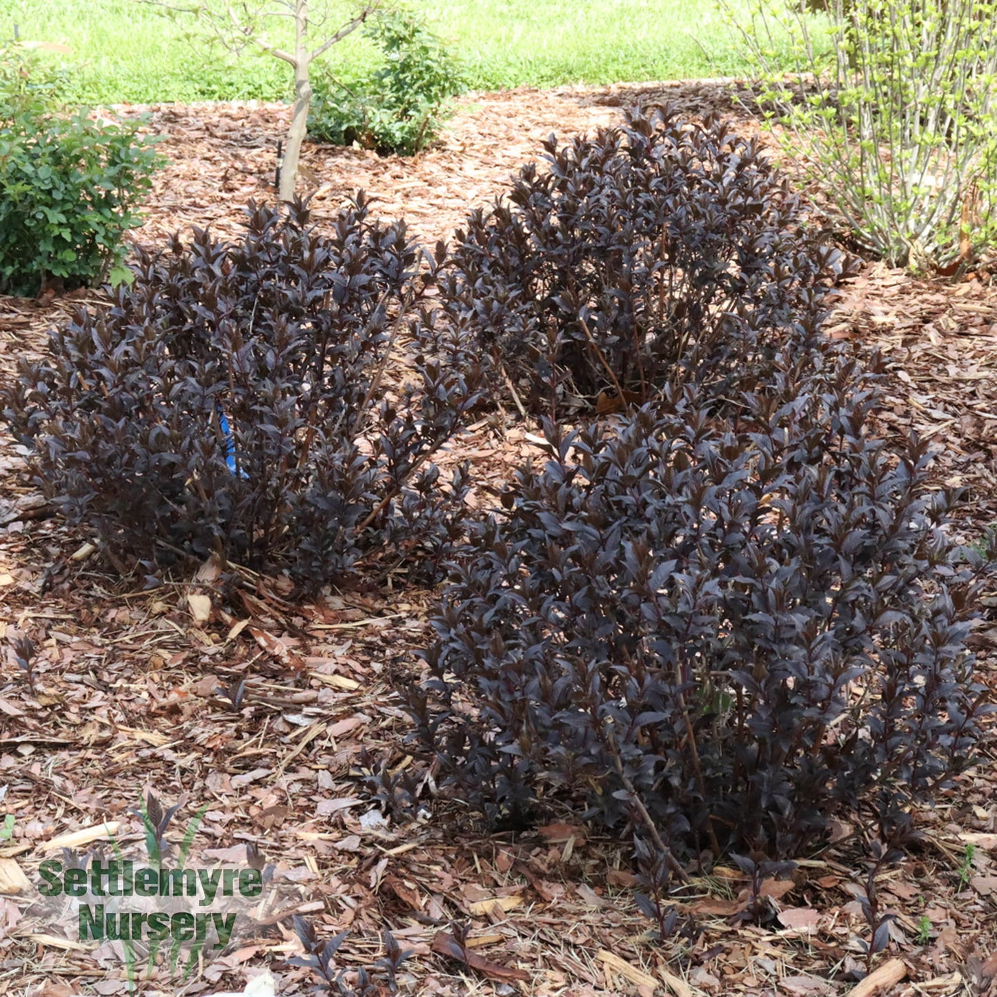 Diervilla Kodiak Jet Black 2 Gallon Proven Winners