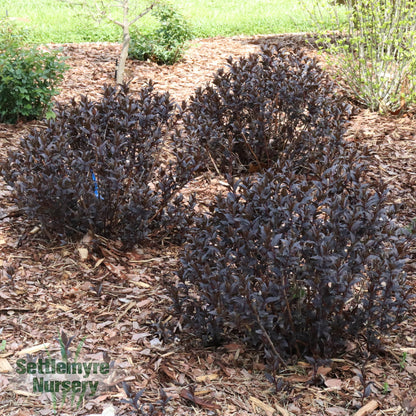 Diervilla Kodiak Jet Black 2 Gallon Proven Winners