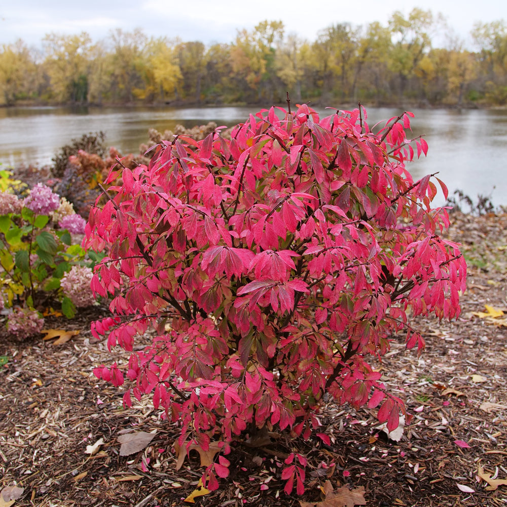 Burning Bush Fire Ball Seedless Proven Winners 2G