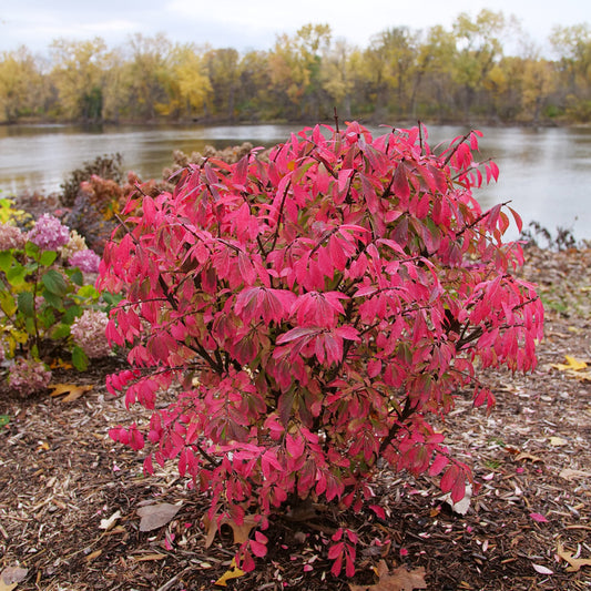 Burning Bush Fire Ball Seedless Proven Winners 2G