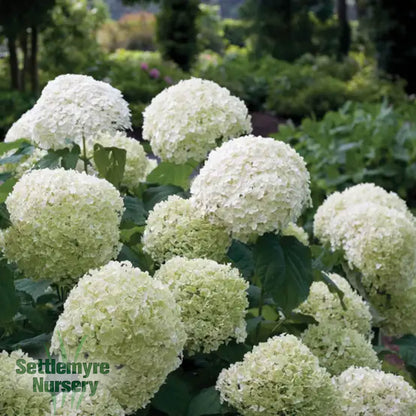 Incrediball Storm Proof Hydrangea