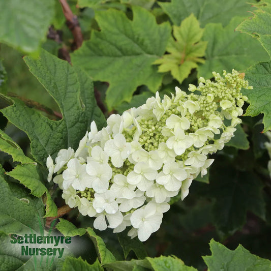 Gatsby Glow Ball Oakleaf Hydrangea by Proven Winners 2G