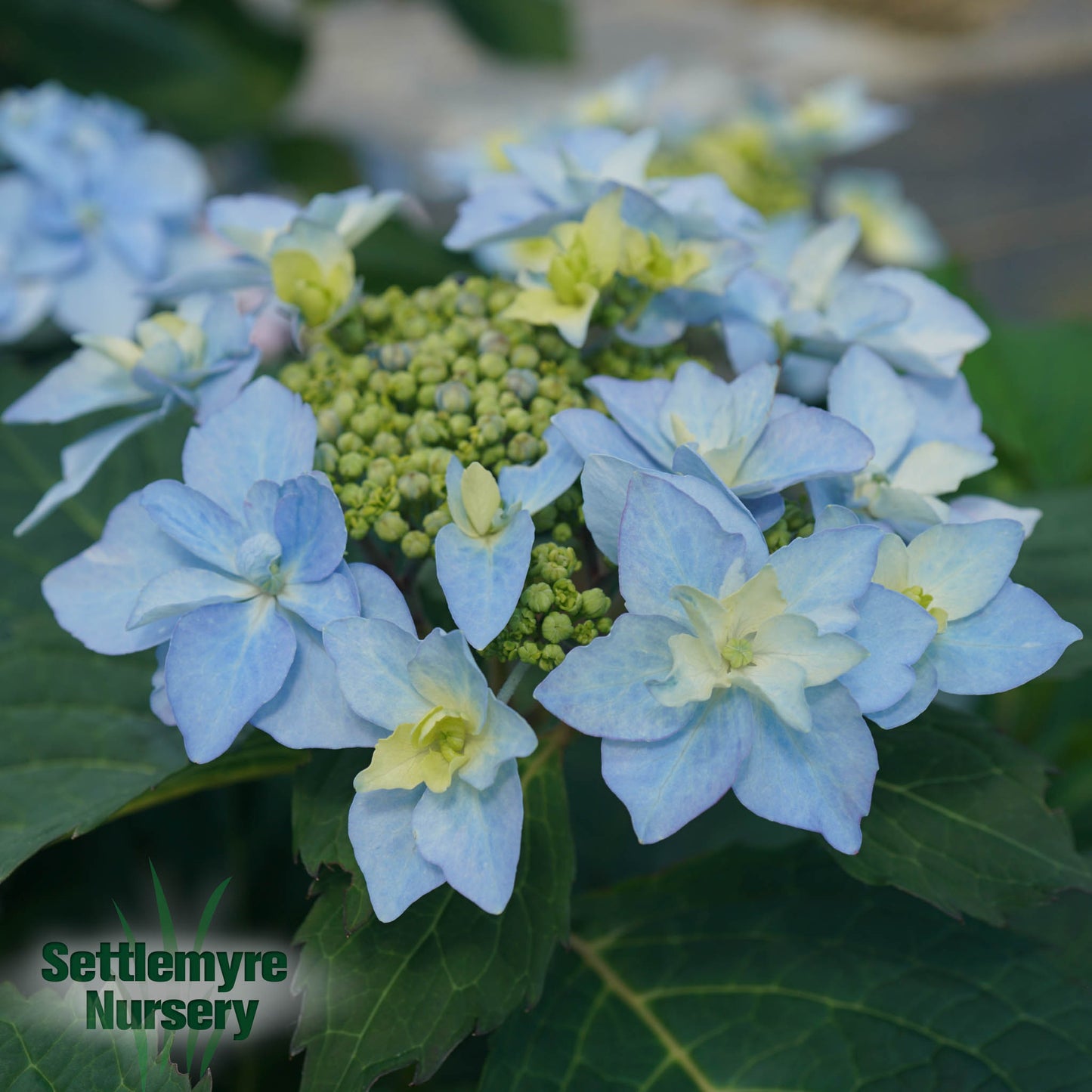 Hydrangea Tiny Tuff Stuff 2 Gallon Proven Winners