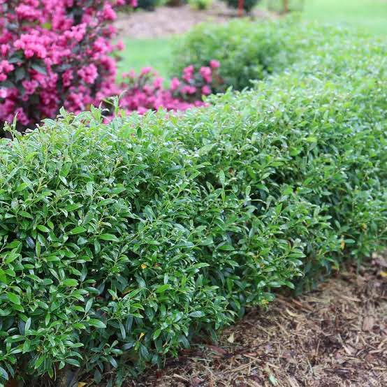 Gem Box® Inkberry Holly 2G