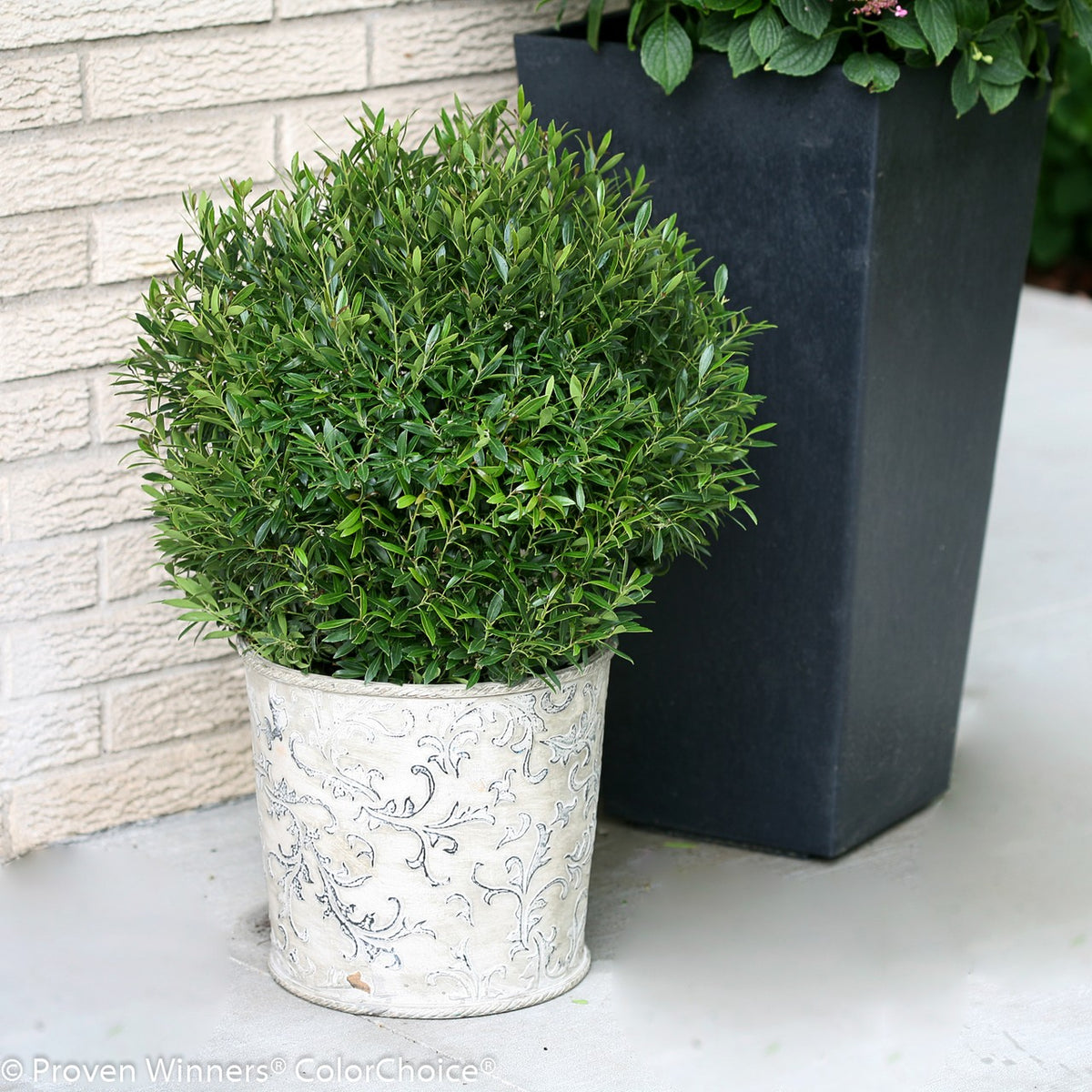 Gem Box® Inkberry Holly 2G