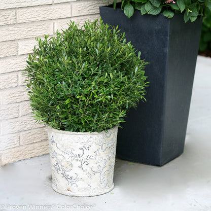 Gem Box® Inkberry Holly 2G
