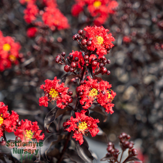 Center Stage Red Crape Myrtle Tree Proven Winners
