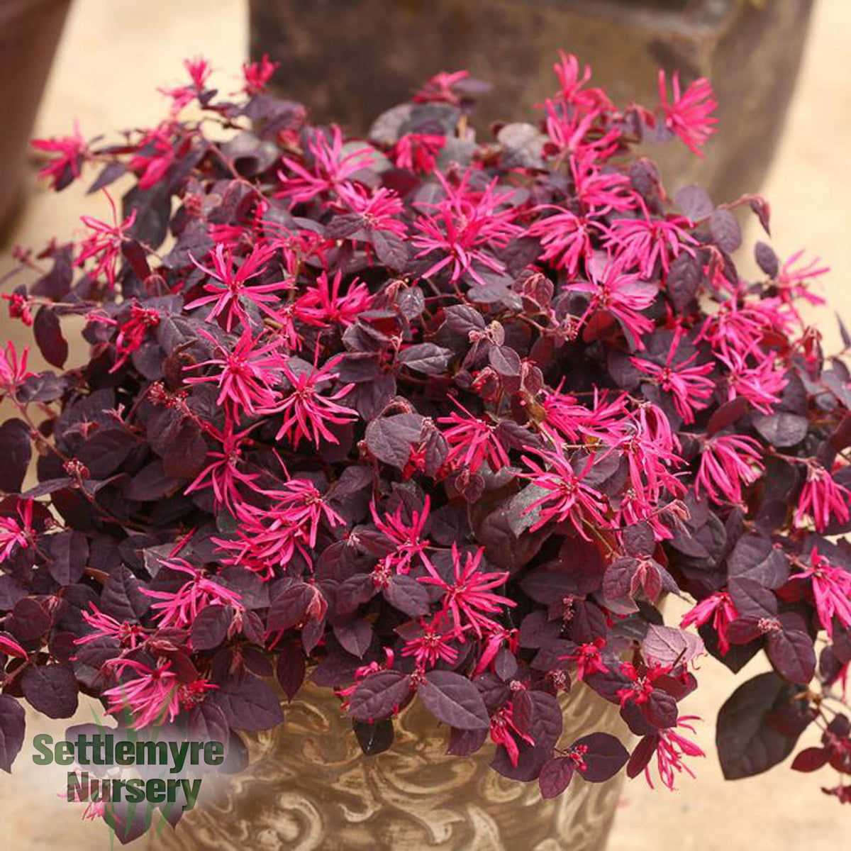 Loropetalum Jazz Hands Velvet Chinese Fringe Flower