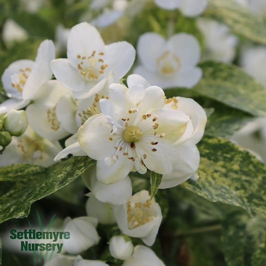 Philadelphus Mock Orange Illuminati Sparks 2G Proven Winners