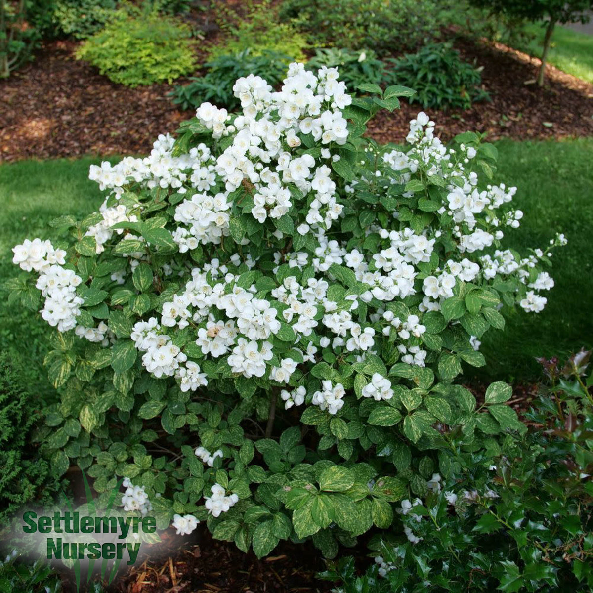 Philadelphus Mock Orange Illuminati Sparks 2G Proven Winners