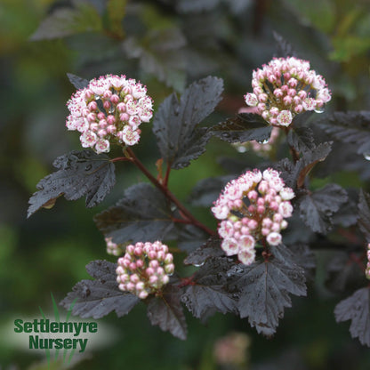 Ninebark Summer Wine 2 Gallon Proven Winners