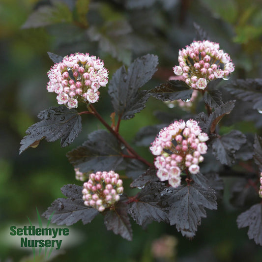 Ninebark Summer Wine 2 Gallon Proven Winners