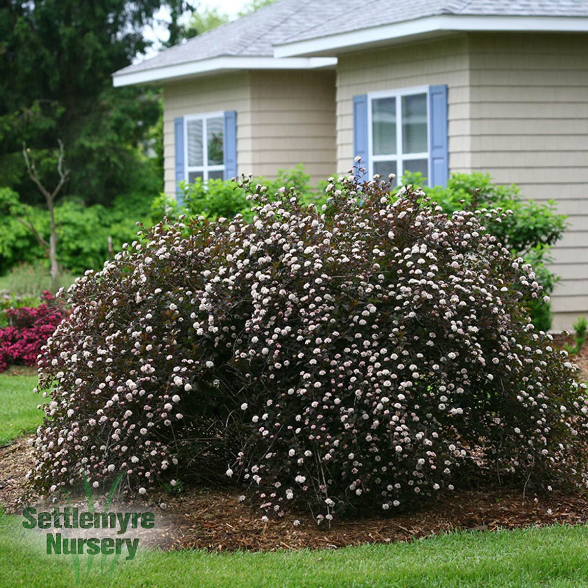 Ninebark Summer Wine 2 Gallon Proven Winners
