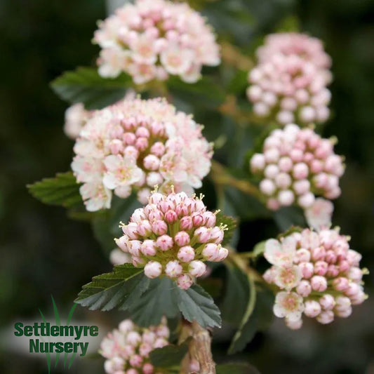 Ninebark Tiny Wine 2 Gallon Proven Winners