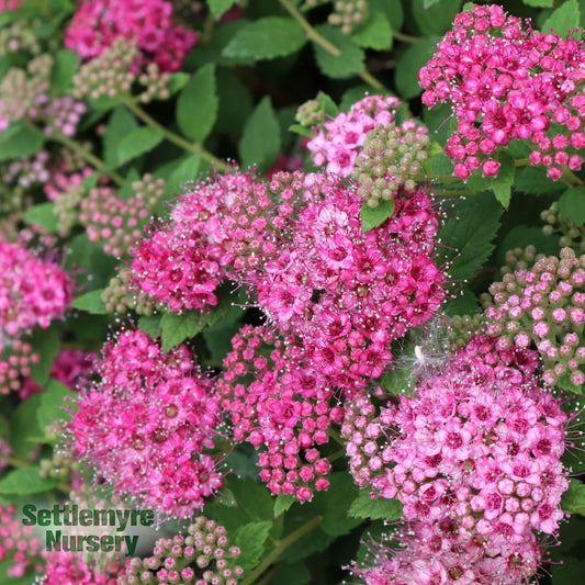 Spirea Double Play Princess Proven Winners 2G
