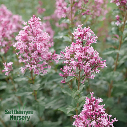Lilac Bloomerang Ballet 2 Gallon Proven Winners