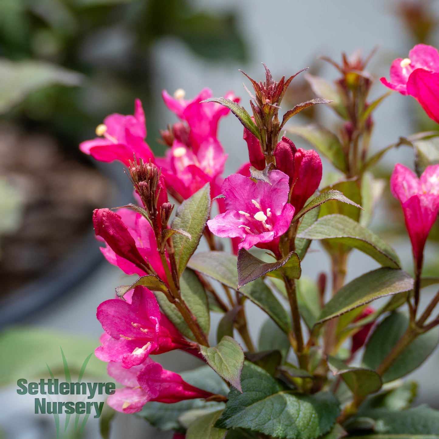 Weigela Sonic Bloom Punch Proven Winners 2G