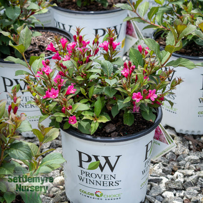 Weigela Sonic Bloom Punch Proven Winners 2G