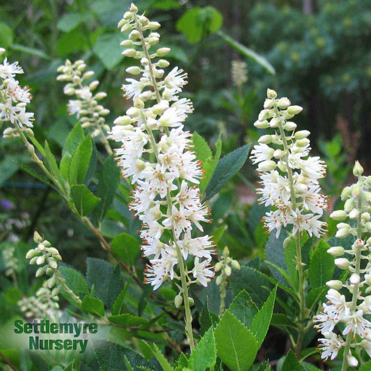 Clethra Hummingbird 2 Gallon