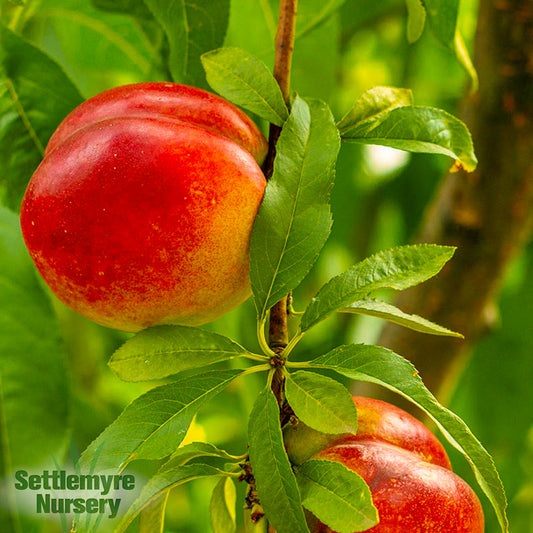 Nectarine Karla Rose 1G