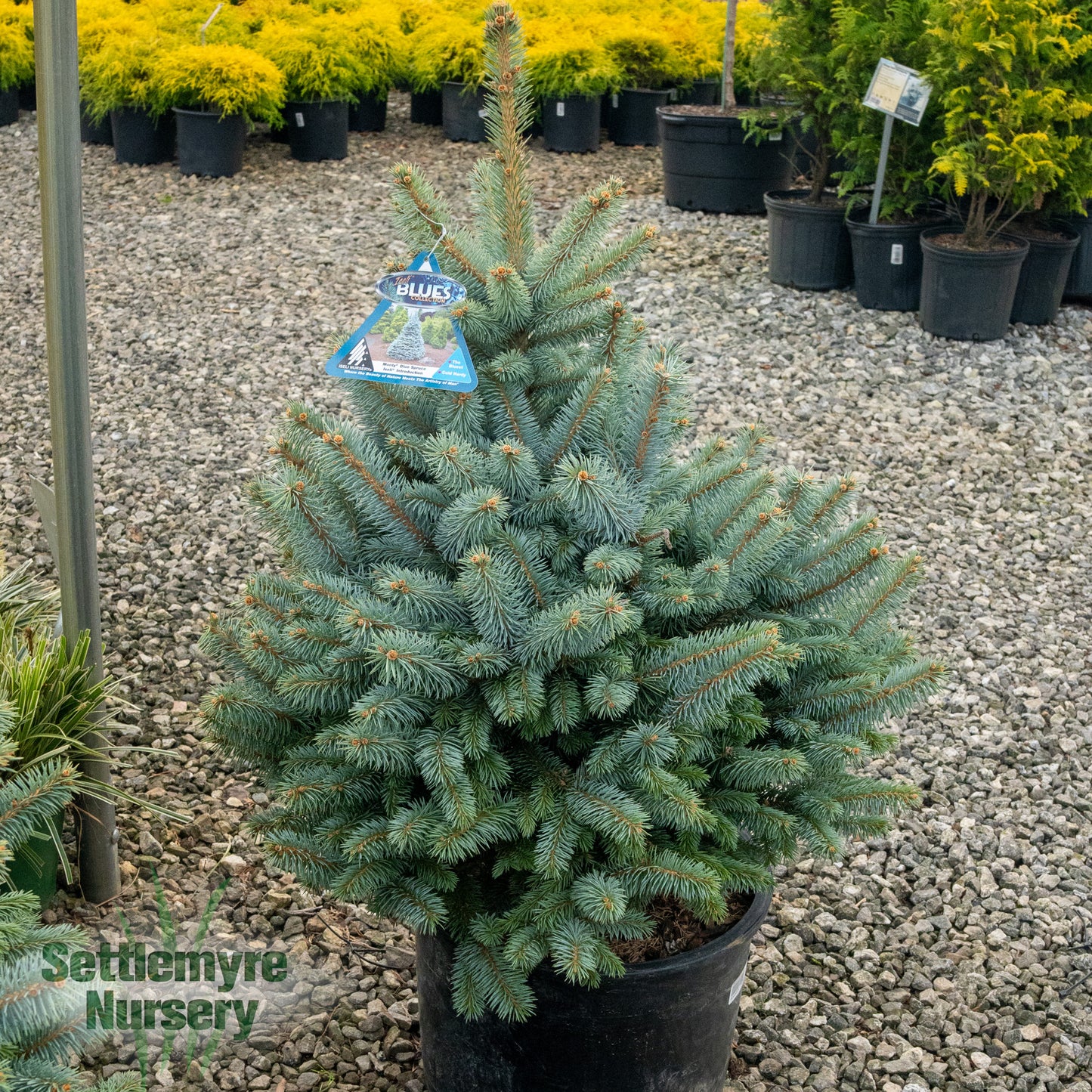 Picea Monty Dwarf Spruce 6G