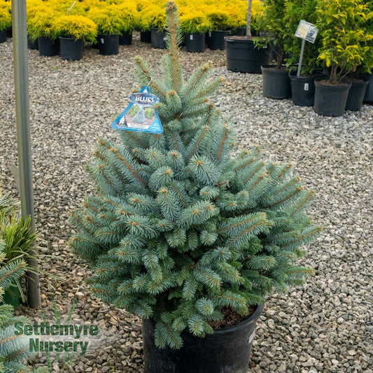 Monty Dwarf Blue Spruce in pot