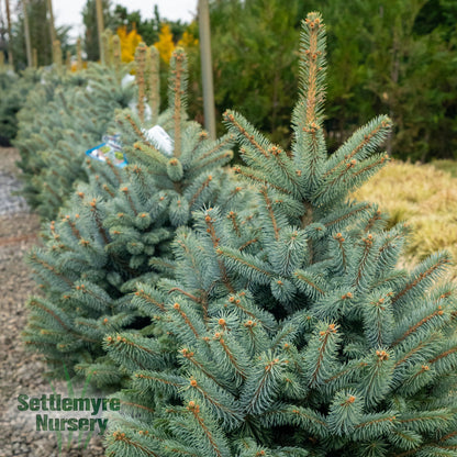 Picea Monty Dwarf Spruce 6G