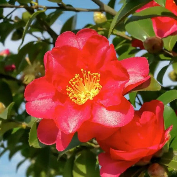 Camellia Gunsmoke Red