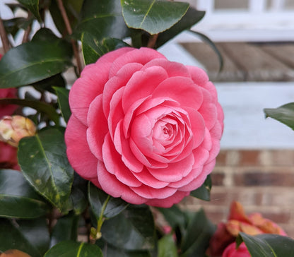 Camellia Jacks Coral 3 Gallon