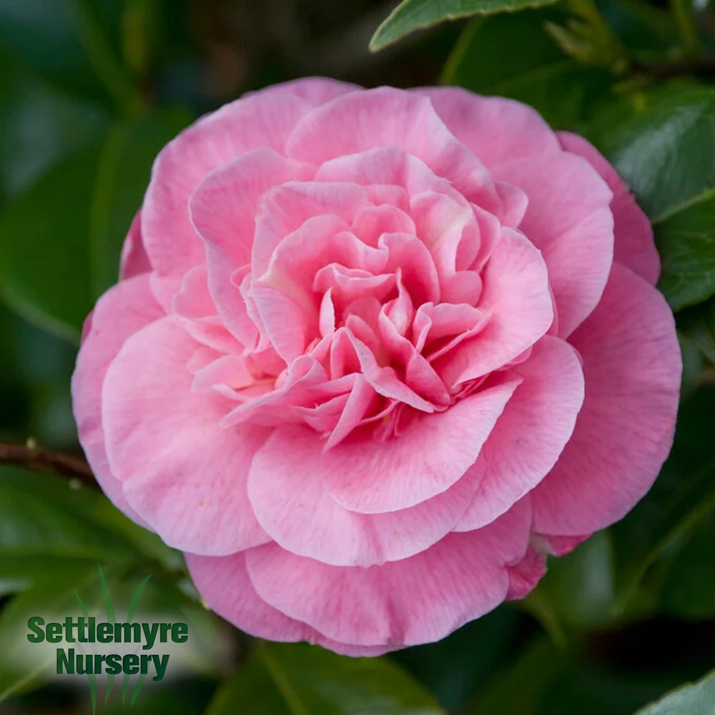 Camellia Marie Bracey Pink 3 Gallon