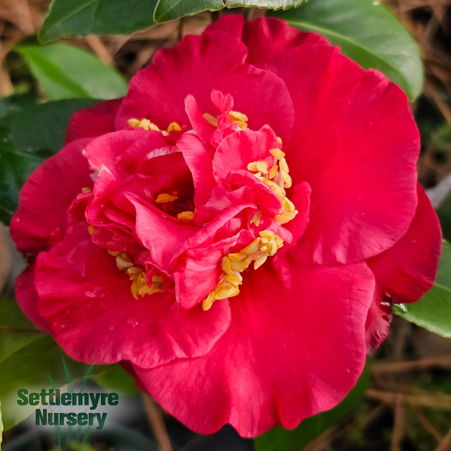 Camellia Dr. J.C. Raulston Red 3 Gallon