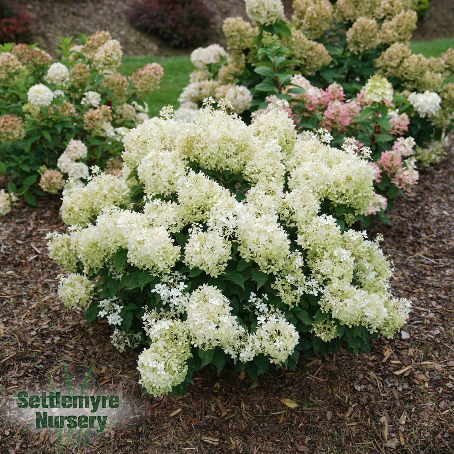 Hydrangea Puffer Fish