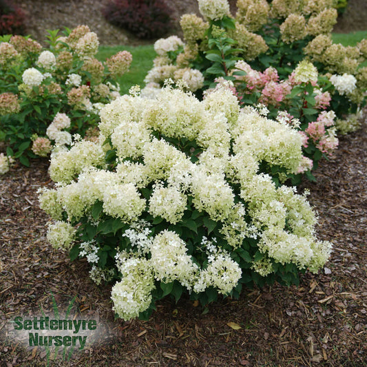 Hydrangea Puffer Fish