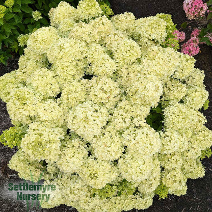 Bubble Bath Hydrangea