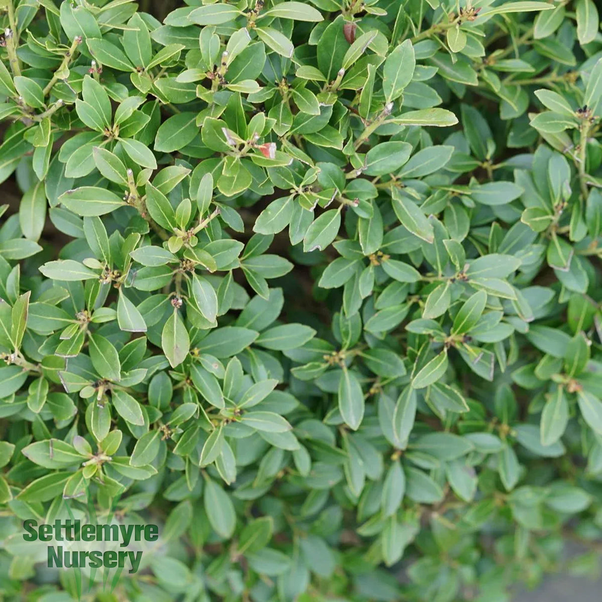 Ilex Holly Inkberry Strongbox Proven Winners 2G