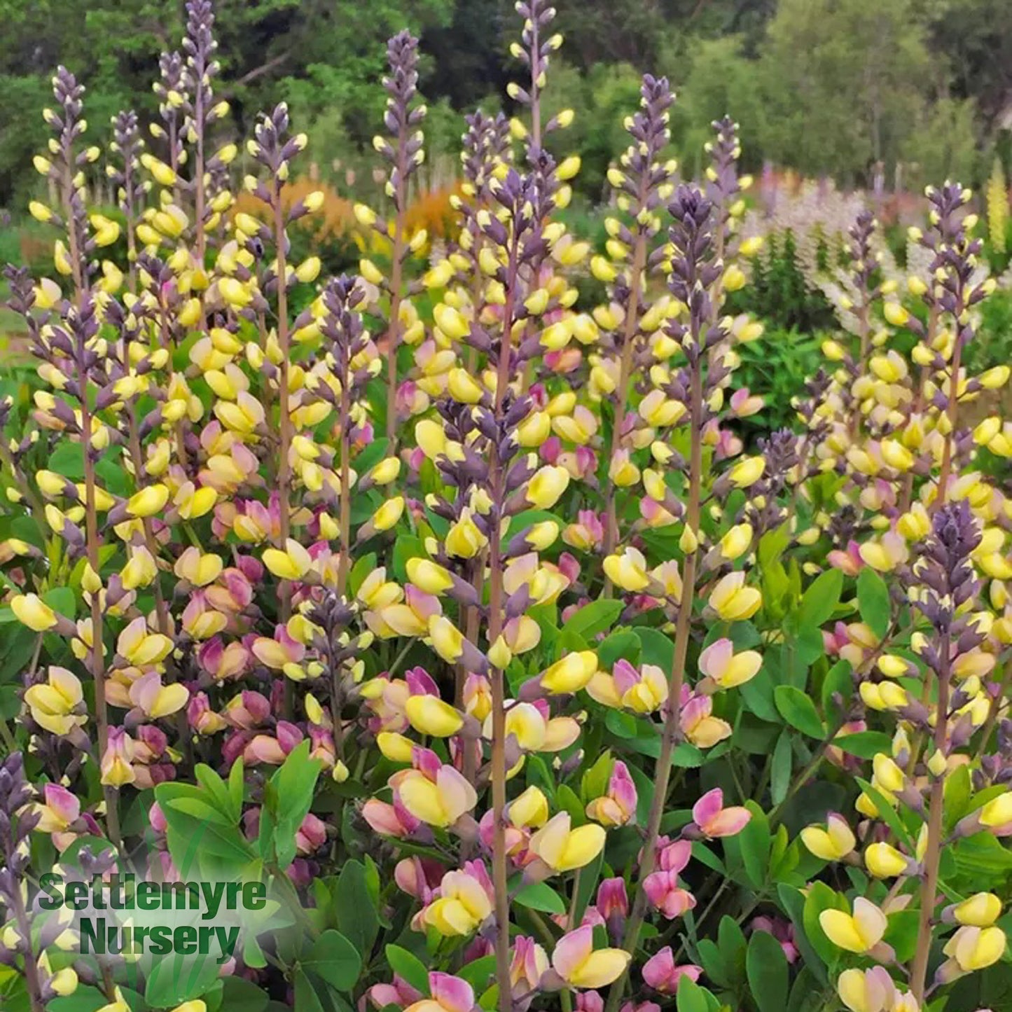 Baptisia Pink Lemonade 3G