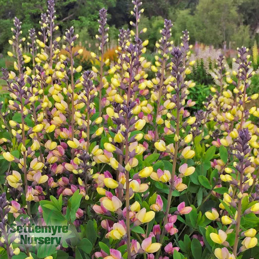 Baptisia Pink Lemonade 3G